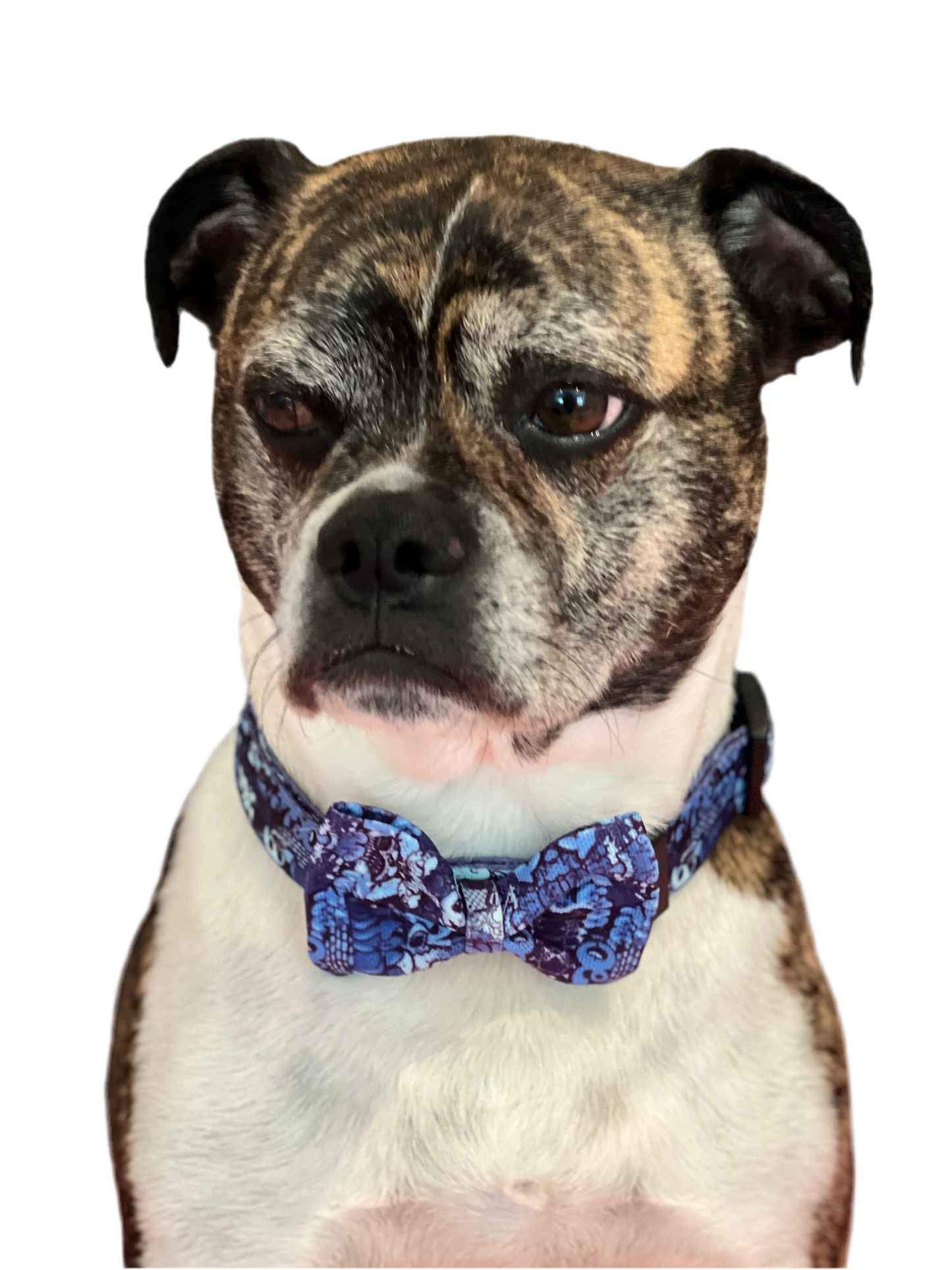 BillieG Blue Graffiti Nylon Collar & Bow Tie with Quick Release Silver Metal Buckle
