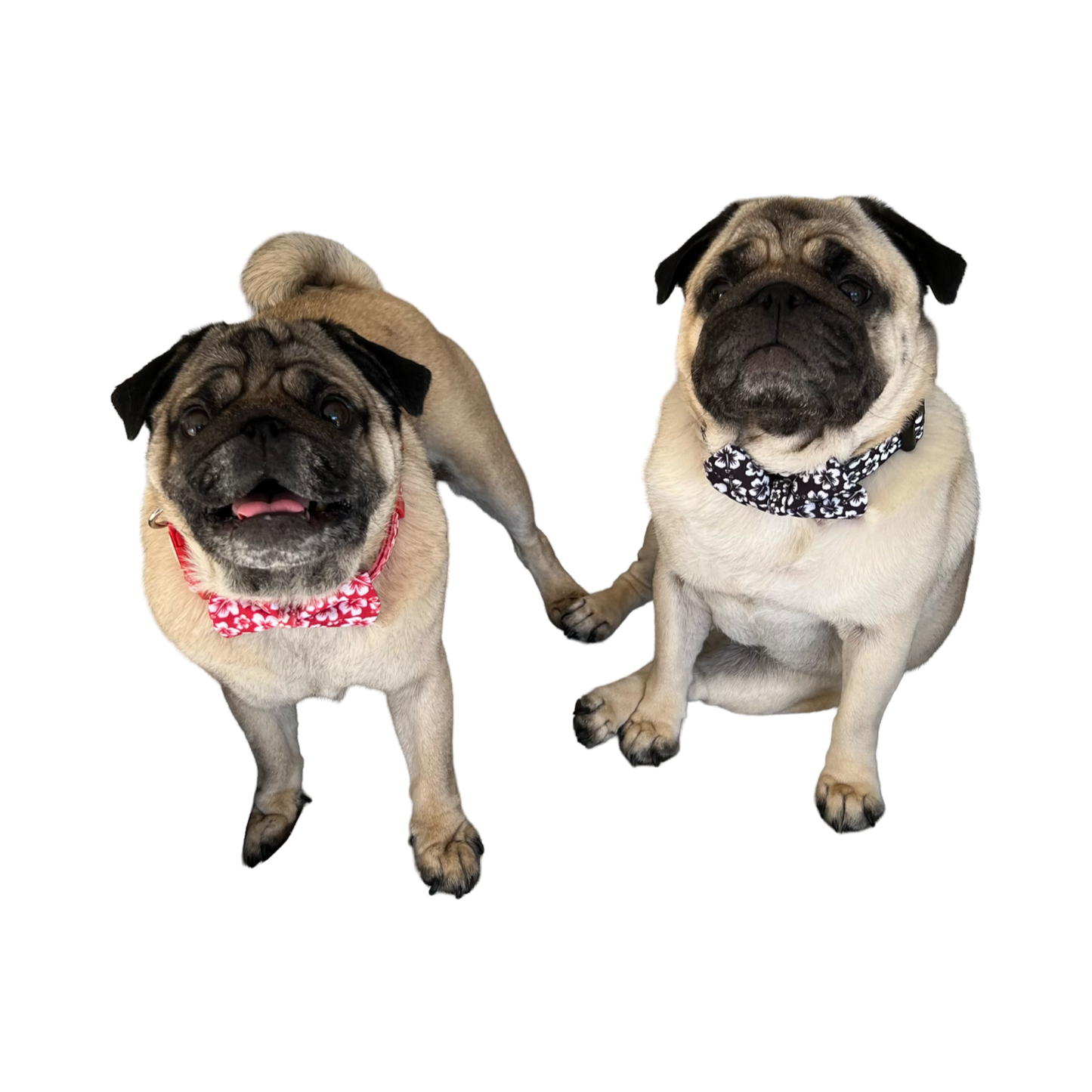 BillieG Surfs Up Red Collar & Bow-Tie