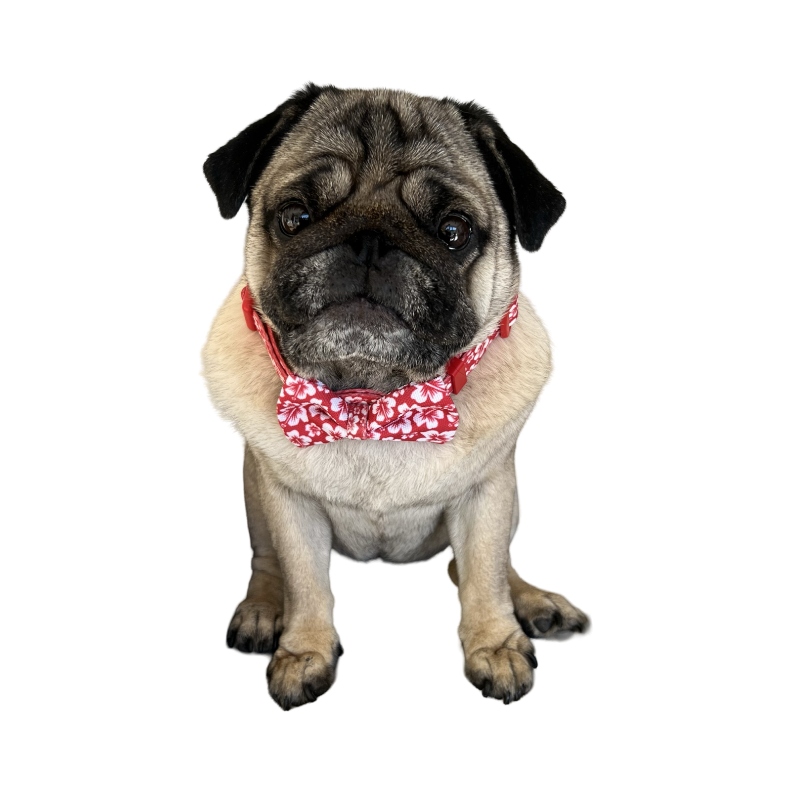 Surfs Up Red Collar & Bow-Tie