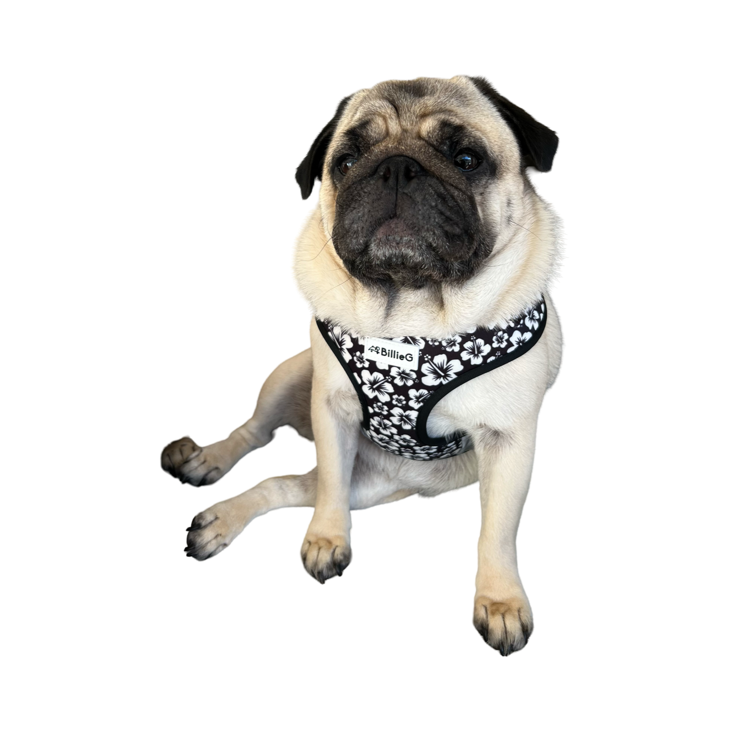 BillieG Black Surfs Up Adjustable Vest Harness - Large