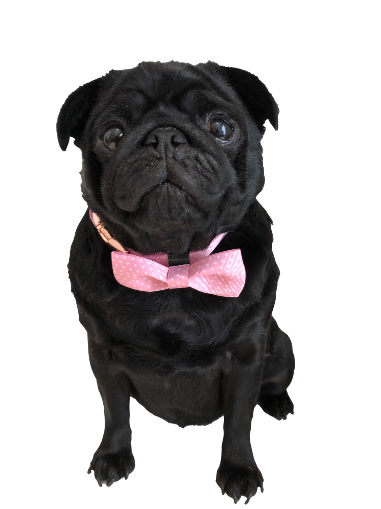 BillieG Polka Dot Bow Tie & Dog Collar