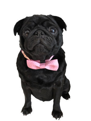 Polka Dot Bow Tie & Dog Collar