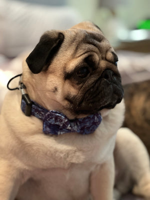 Blue Graffiti Nylon Collar & Bow Tie with Quick Release Silver Metal Buckle