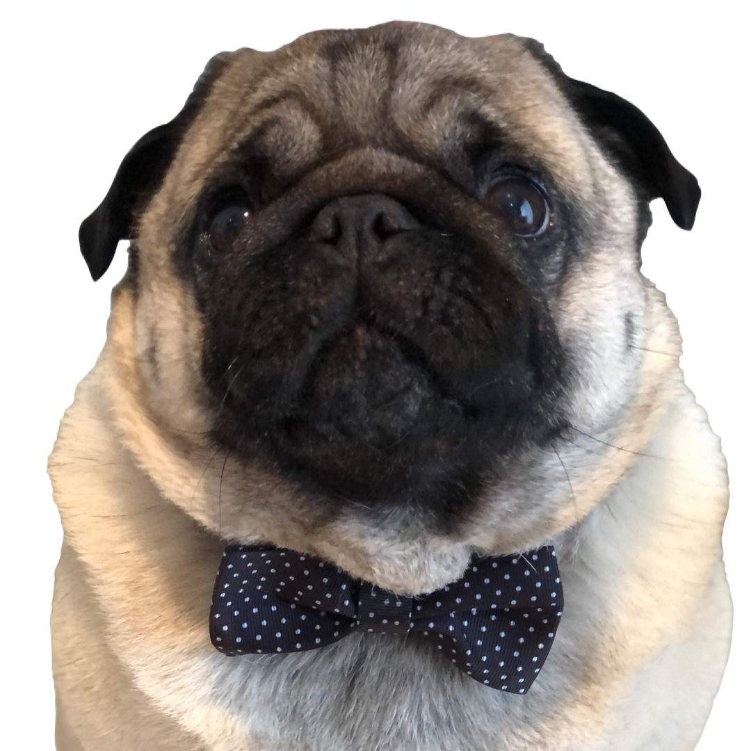 BillieG Polka Dot Bow Tie & Dog Collar