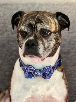 Blue Graffiti Nylon Collar & Bow Tie with Quick Release Silver Metal Buckle